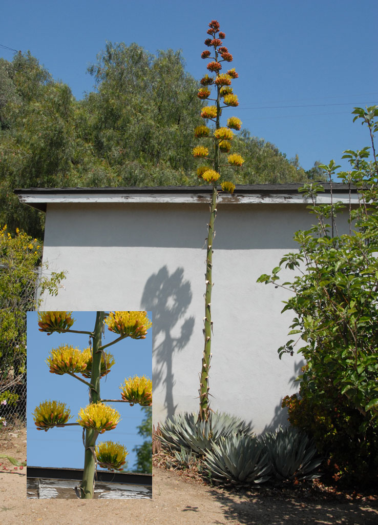 Century Plant in bloom Santa Paula Times